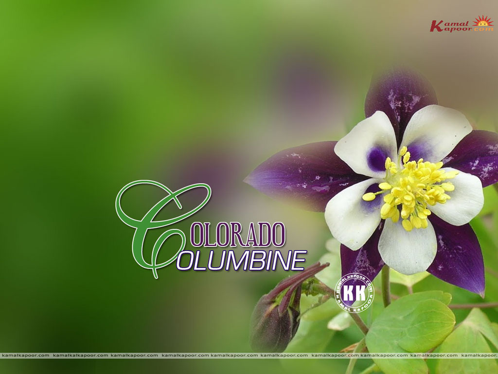 Colorado Columbine Wallpaper
